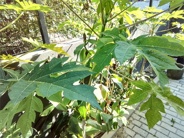 Foto Tirada com a Câmera Traseira do Tablet Samsung Tab A8 2022